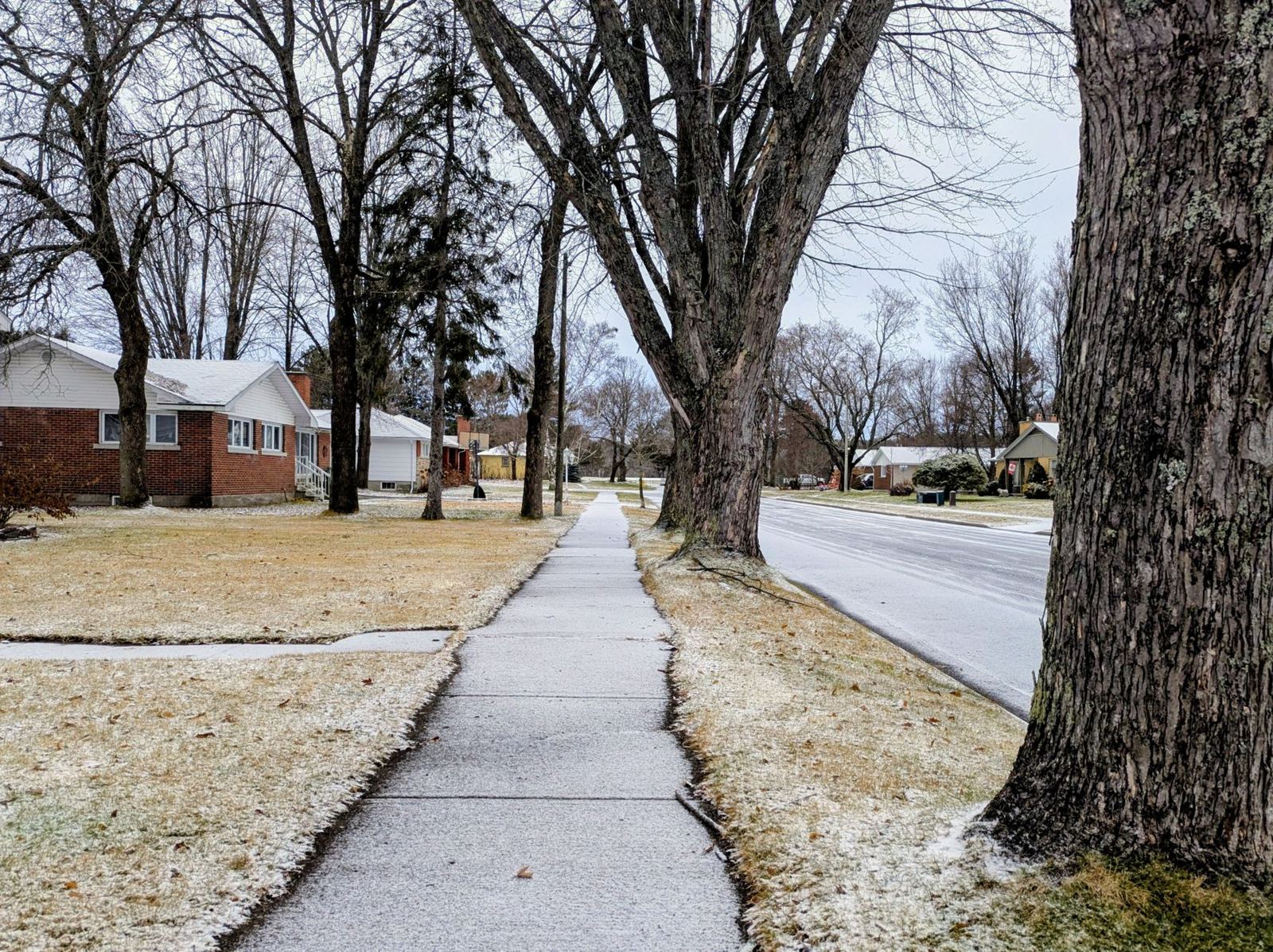 Lightly snow-dusted sidewalk lined with trees